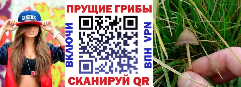 Псилоцибиновые грибы MAGIC MUSHROOMS OMG зеркало Тихвин